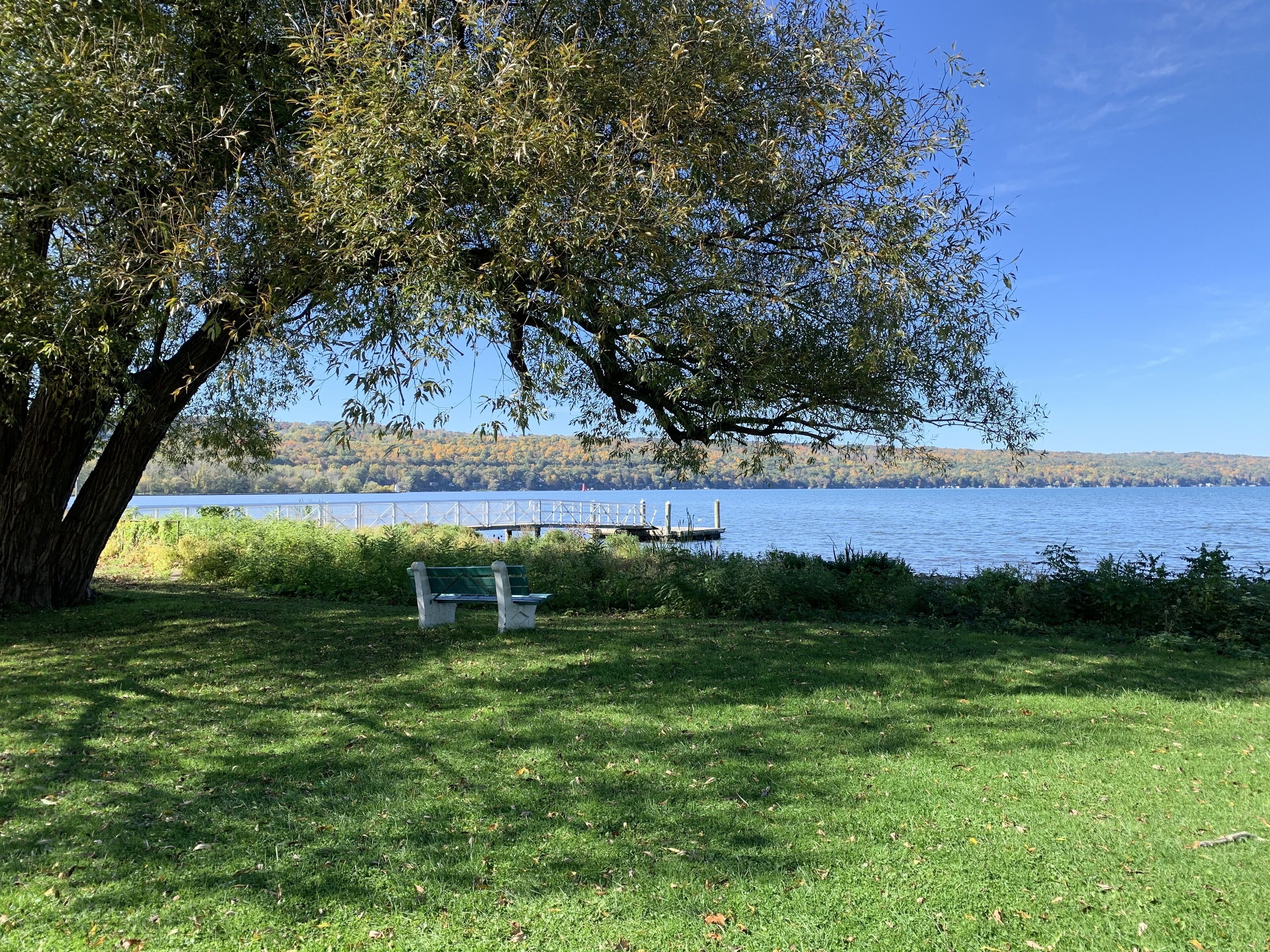 A grassy area with a bench and a large tree.