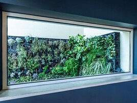 Ventana con vistas a un jardín vertical de diversas plantas.