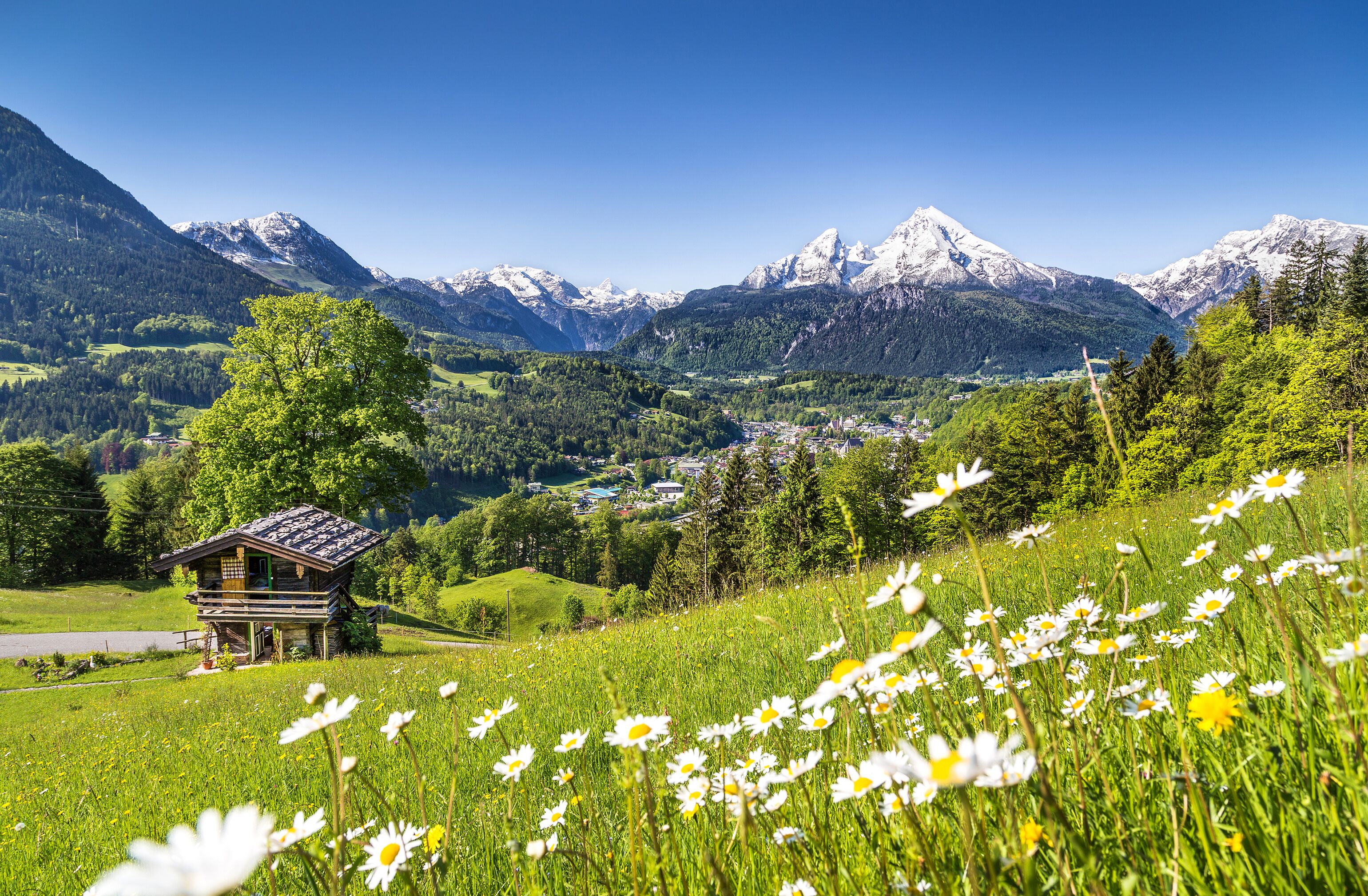 A mountain landscape with a small wooden cabin in the foreground, surrounded by lush greenery and a field of daisies.
