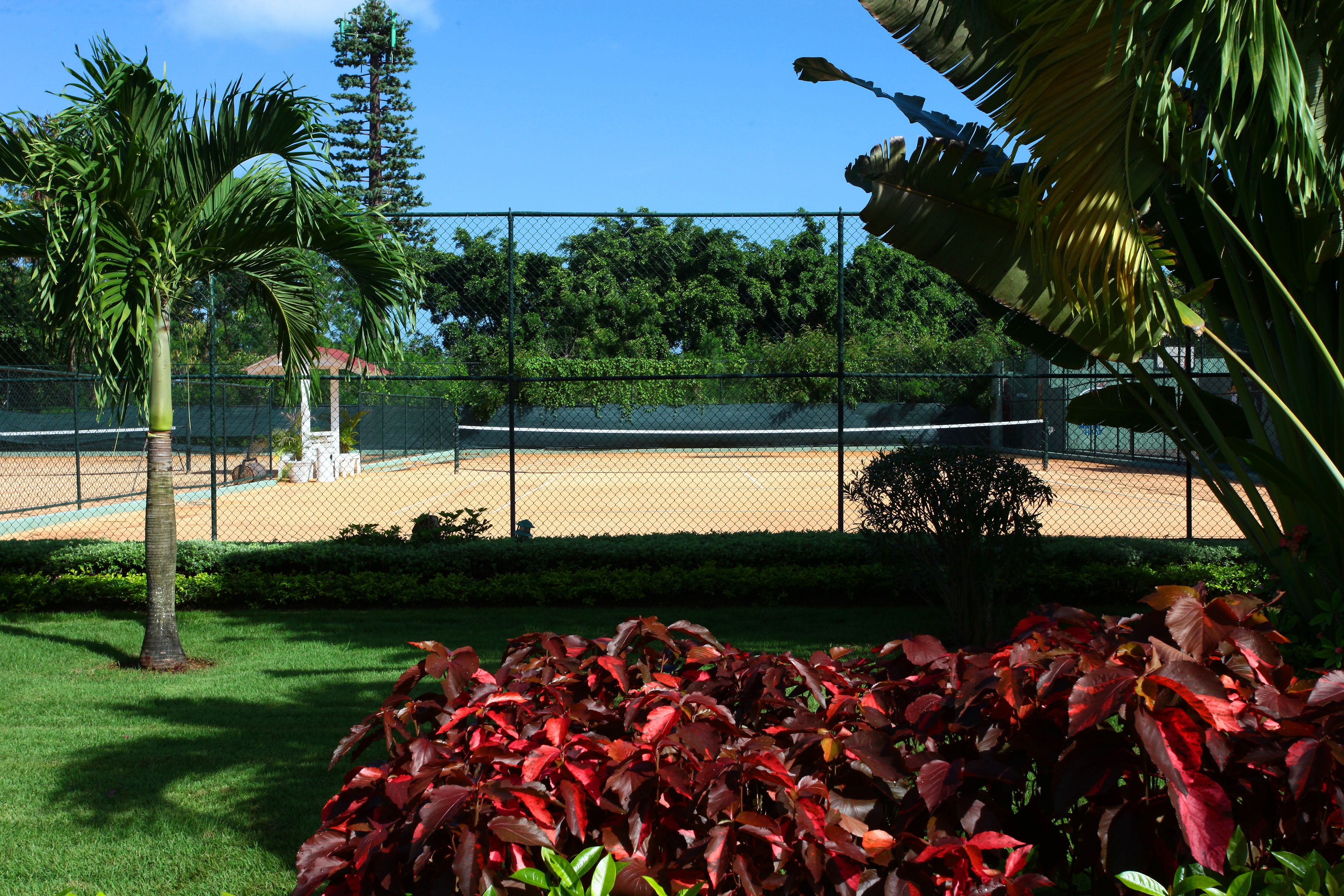 Un court de tennis entouré d’une clôture, de palmiers et de plantes aux feuilles rouges.