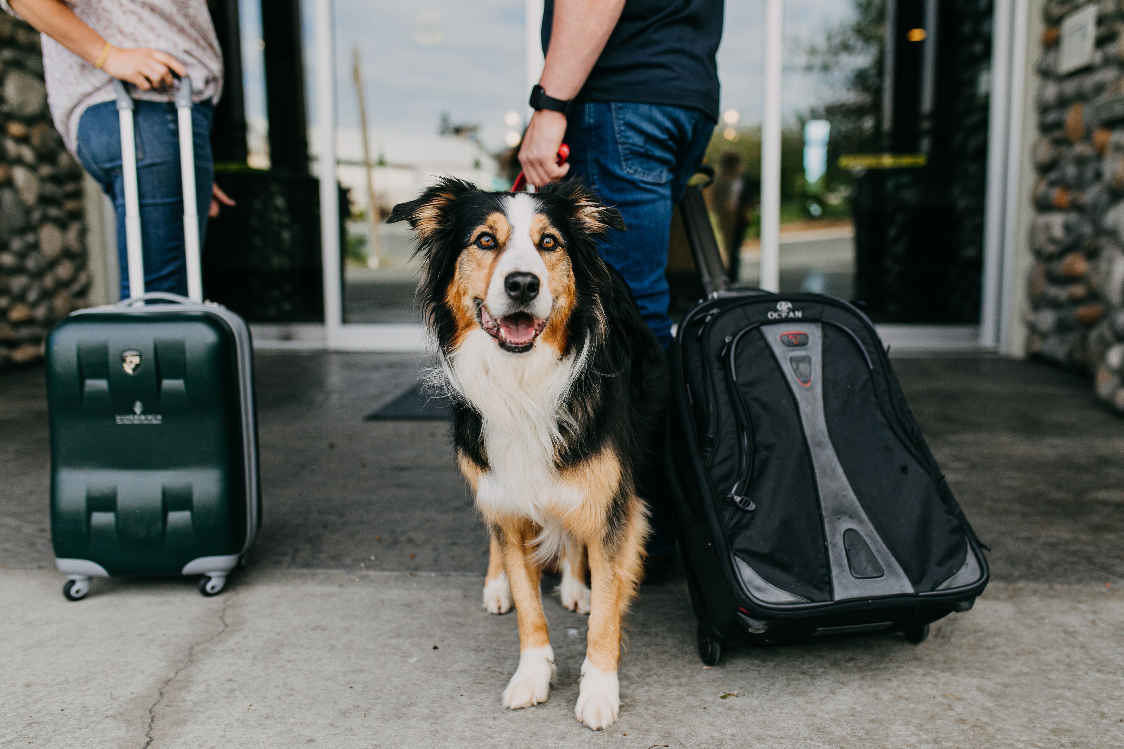 A dog standing between two suitcases, one green and one black, in front of a building entrance.