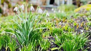 A garden with snowdrops in front of a brick house with a white door and windows. - Old House Hotel  (Courtenay)