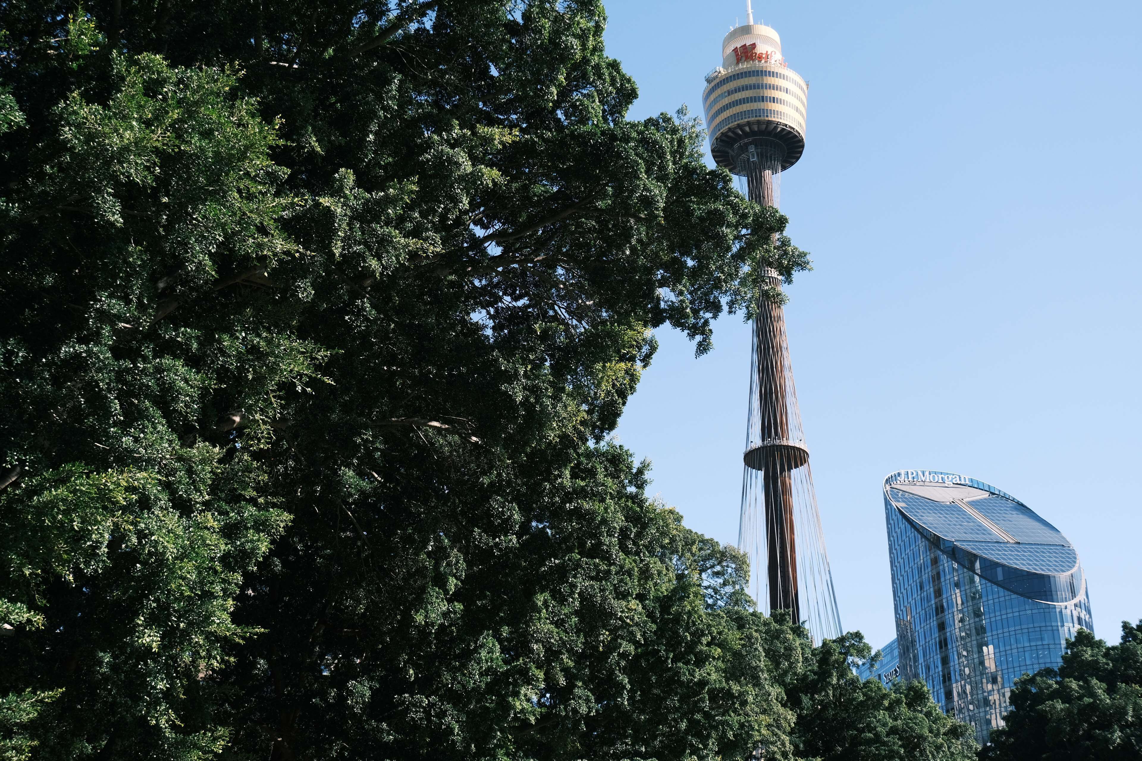 A tall tower with a spherical observation deck, surrounded by dense foliage.