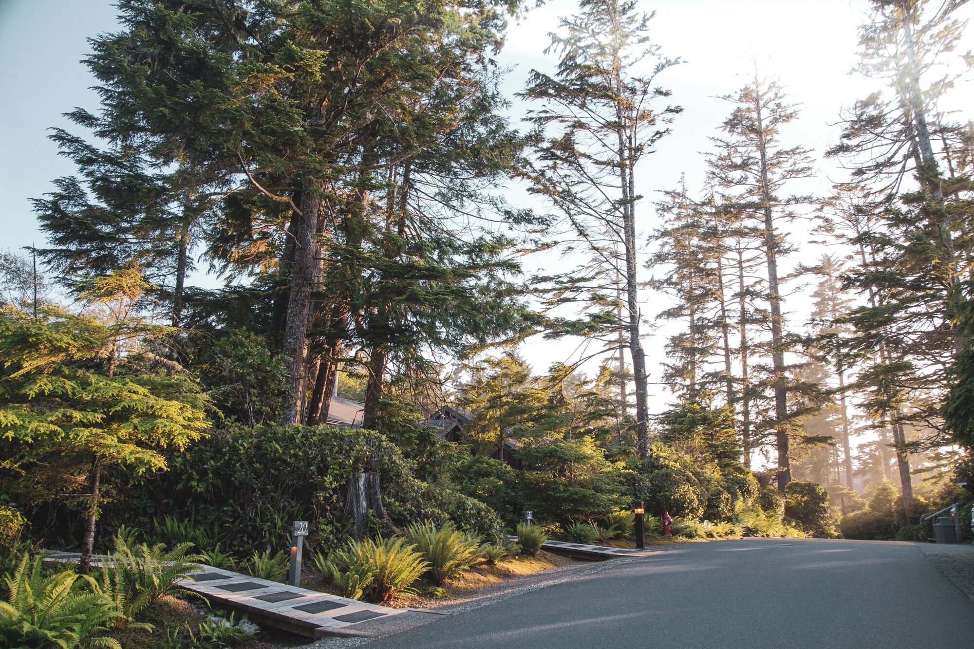 A road curving through a forest with tall trees and a fire hydrant on the side.