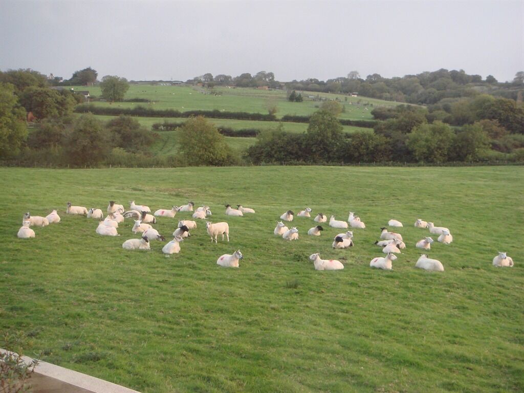 A field with sheep grazing.
