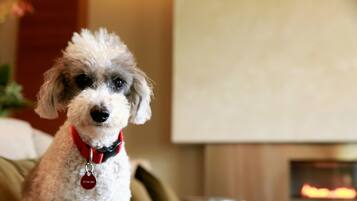 Un perro pequeño y esponjoso con collar rojo sentado en un sofá en una sala de estar.