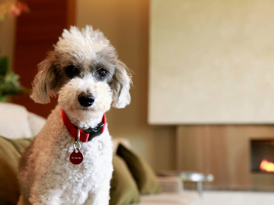 Un perro pequeño y esponjoso con collar rojo sentado en un sofá en una sala de estar.