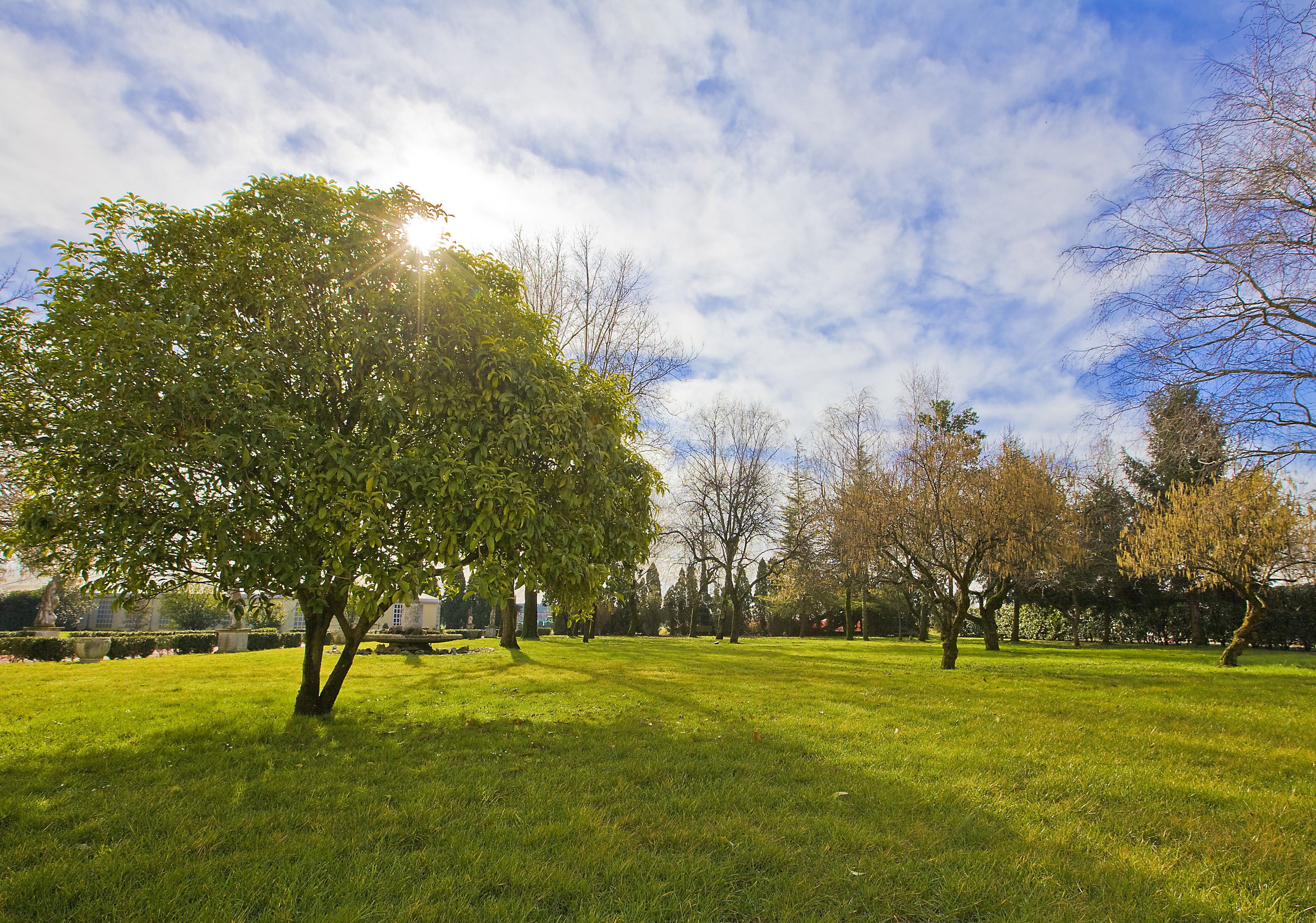 A park with a large tree in the foreground and a clear sky.