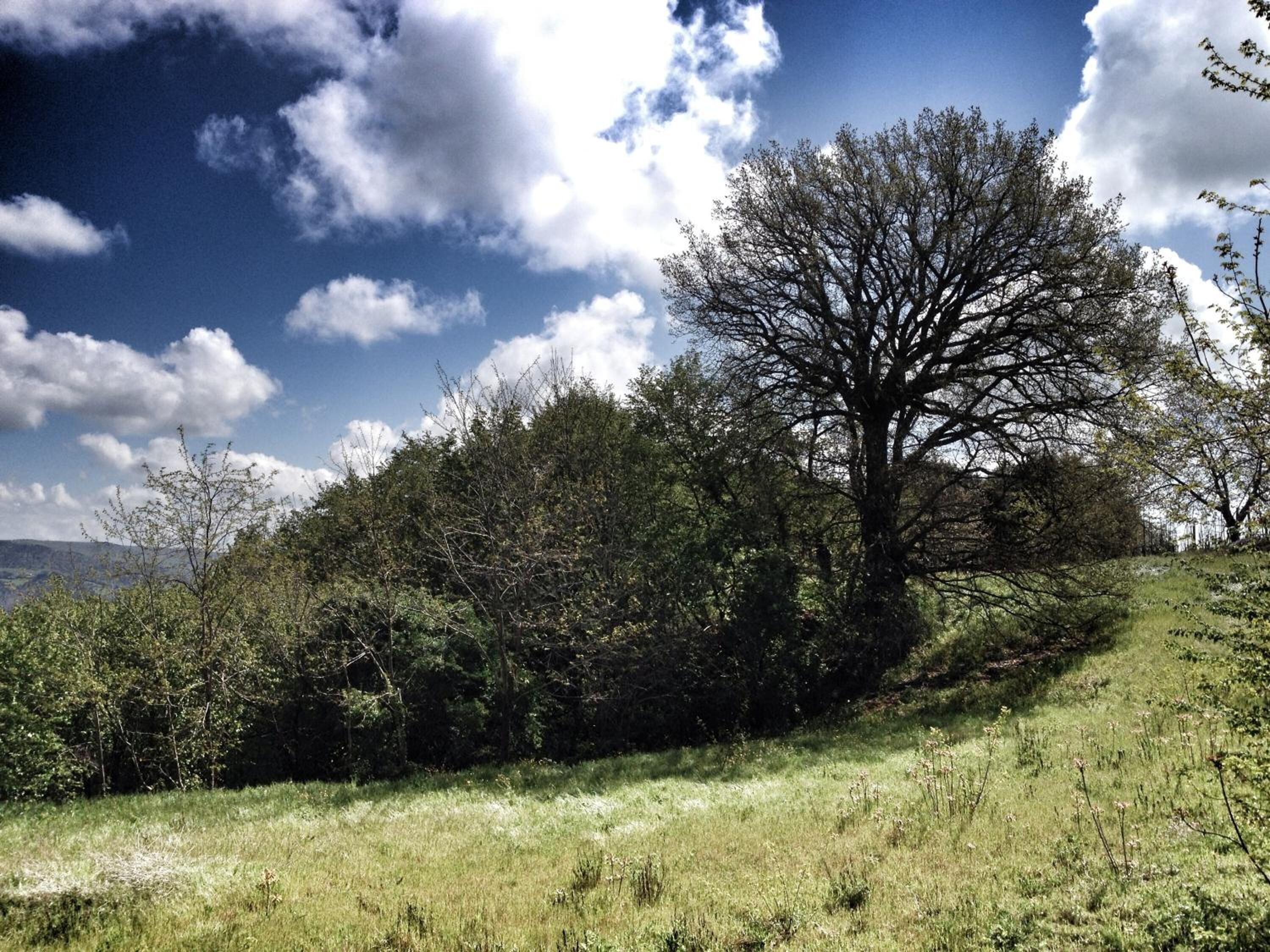 A natural landscape with a prominent tree on a grassy hill, under a partly cloudy sky.