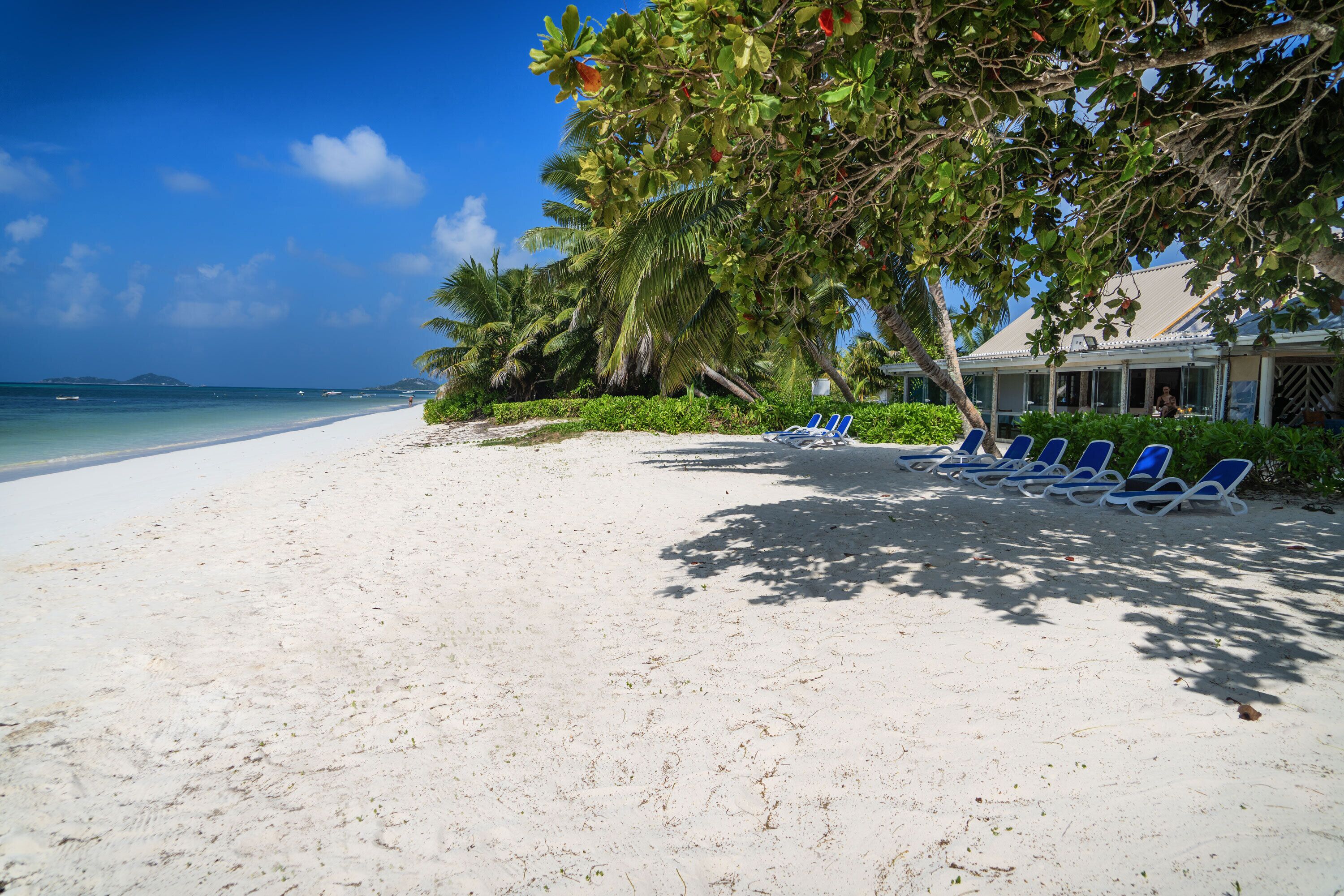 A beach with white sand, palm trees, and a row of blue lounge chairs.