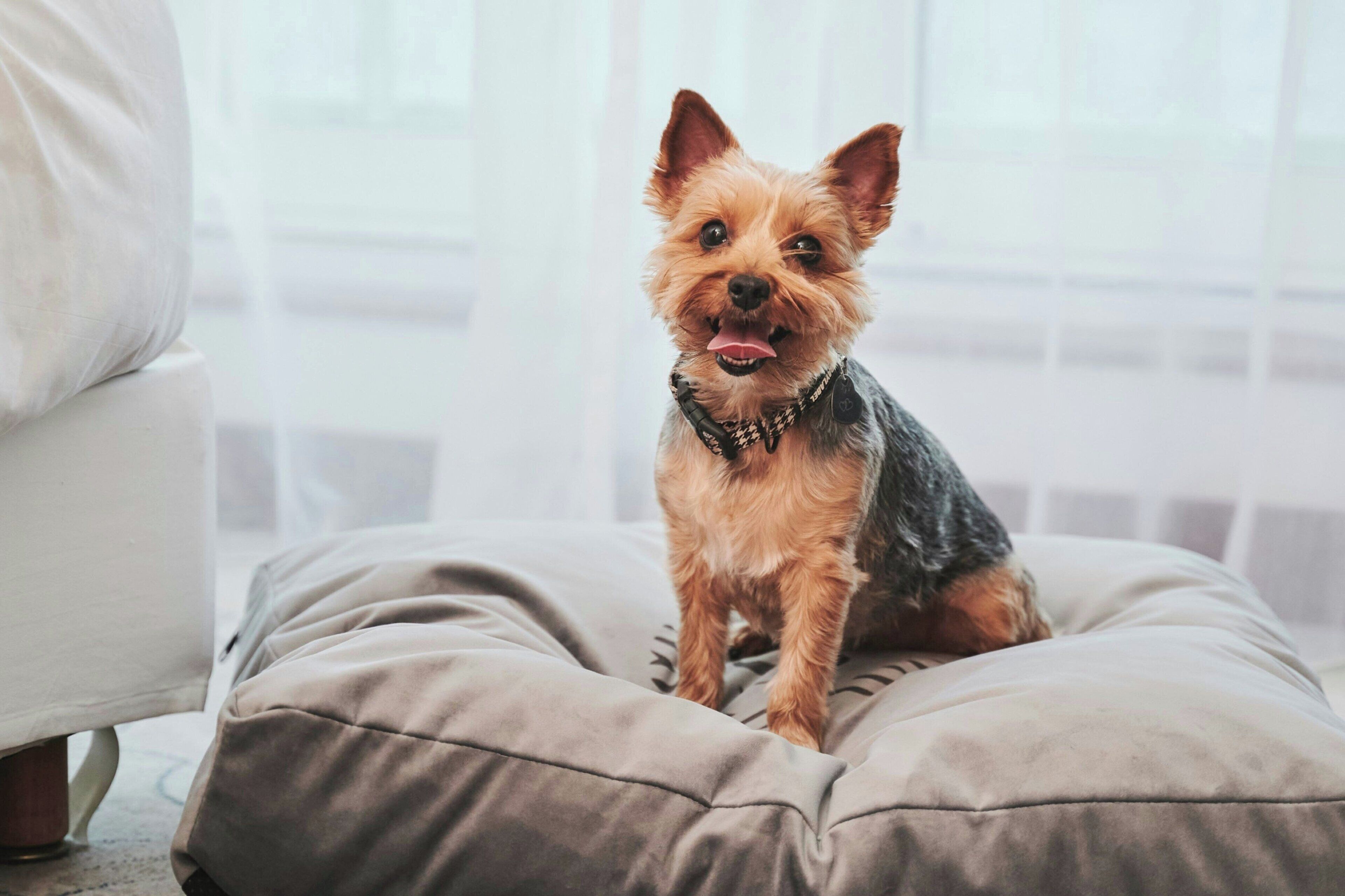 Ein kleiner Hund sitzt auf einem gepolsterten Hundebett in einem Raum mit Fenster und weißem Stuhl.