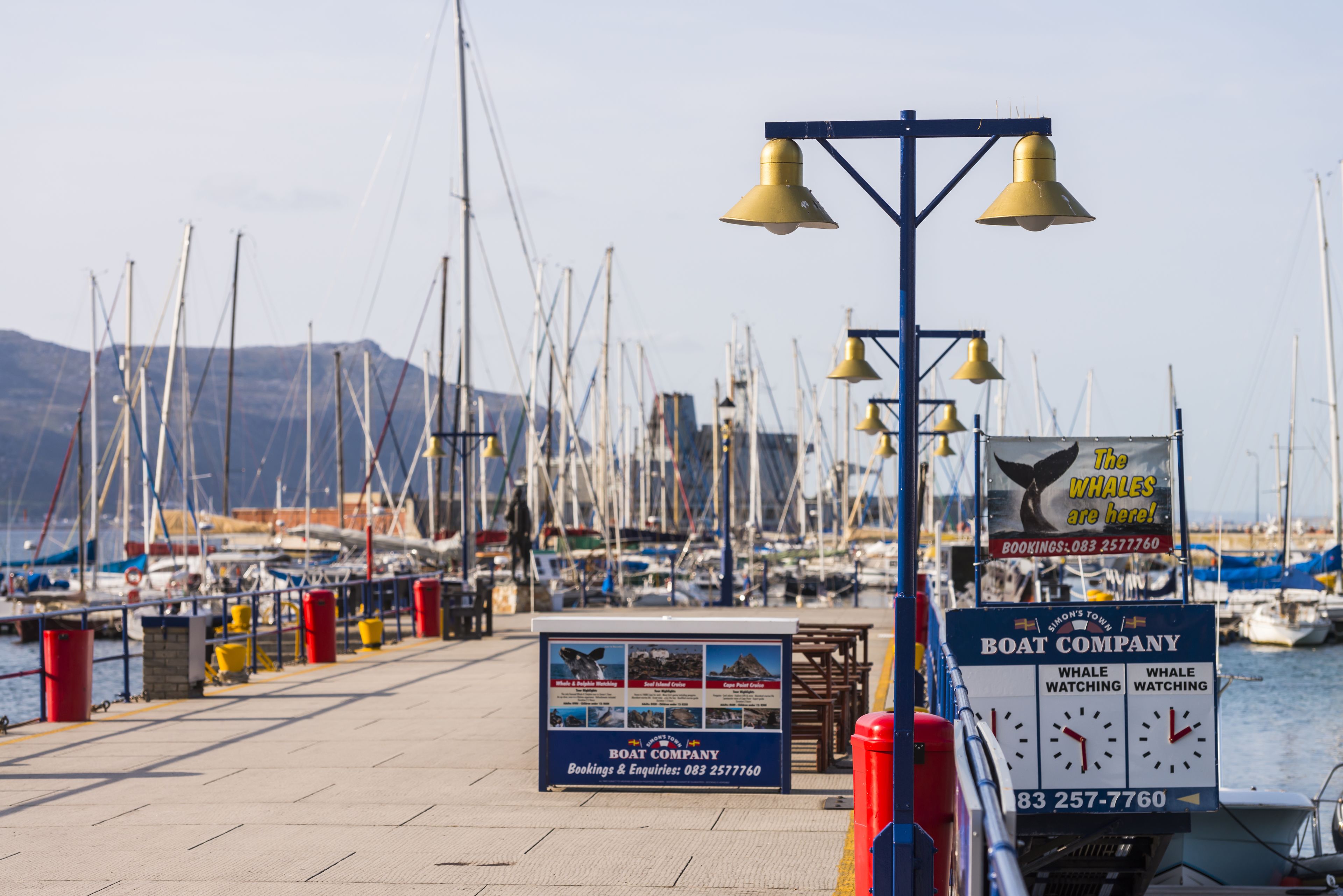 A marina with boats docked, a sign for a boat company, and a whale watching advertisement.