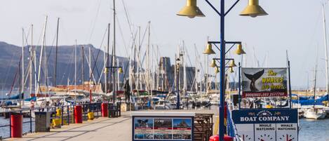 A marina with boats docked, a sign for a boat company, and a whale watching advertisement.
