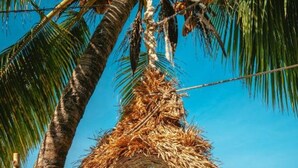 Un hamac de plage fait de feuilles de palmier et doté d’un coussin blanc, suspendu entre deux palmiers et offrant une vue sur l’océan.