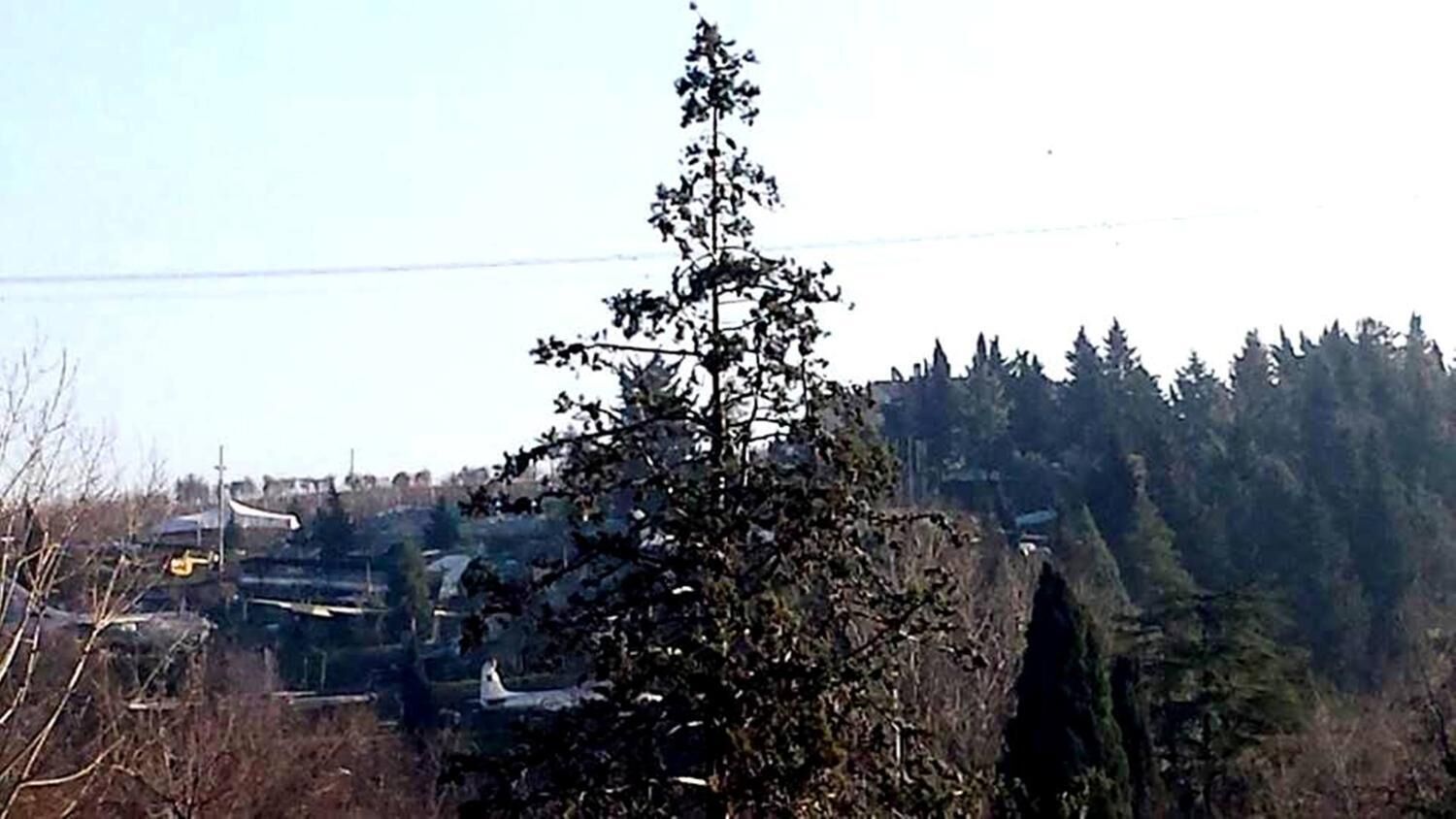 A view of a forested area with a prominent evergreen tree in the foreground.