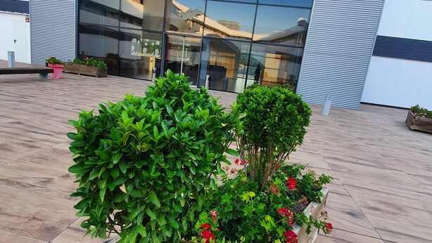 Un edificio moderno con amplios ventanales que reflejan el cielo. En primer plano, macetas de madera ordenadas con arbustos verdes y flores rojas.