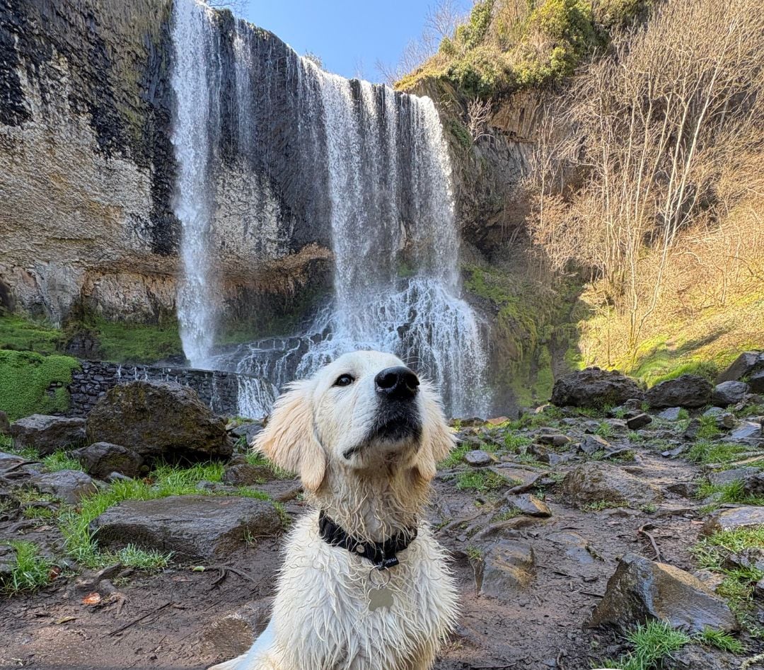 Un perro sentado frente a una cascada.
