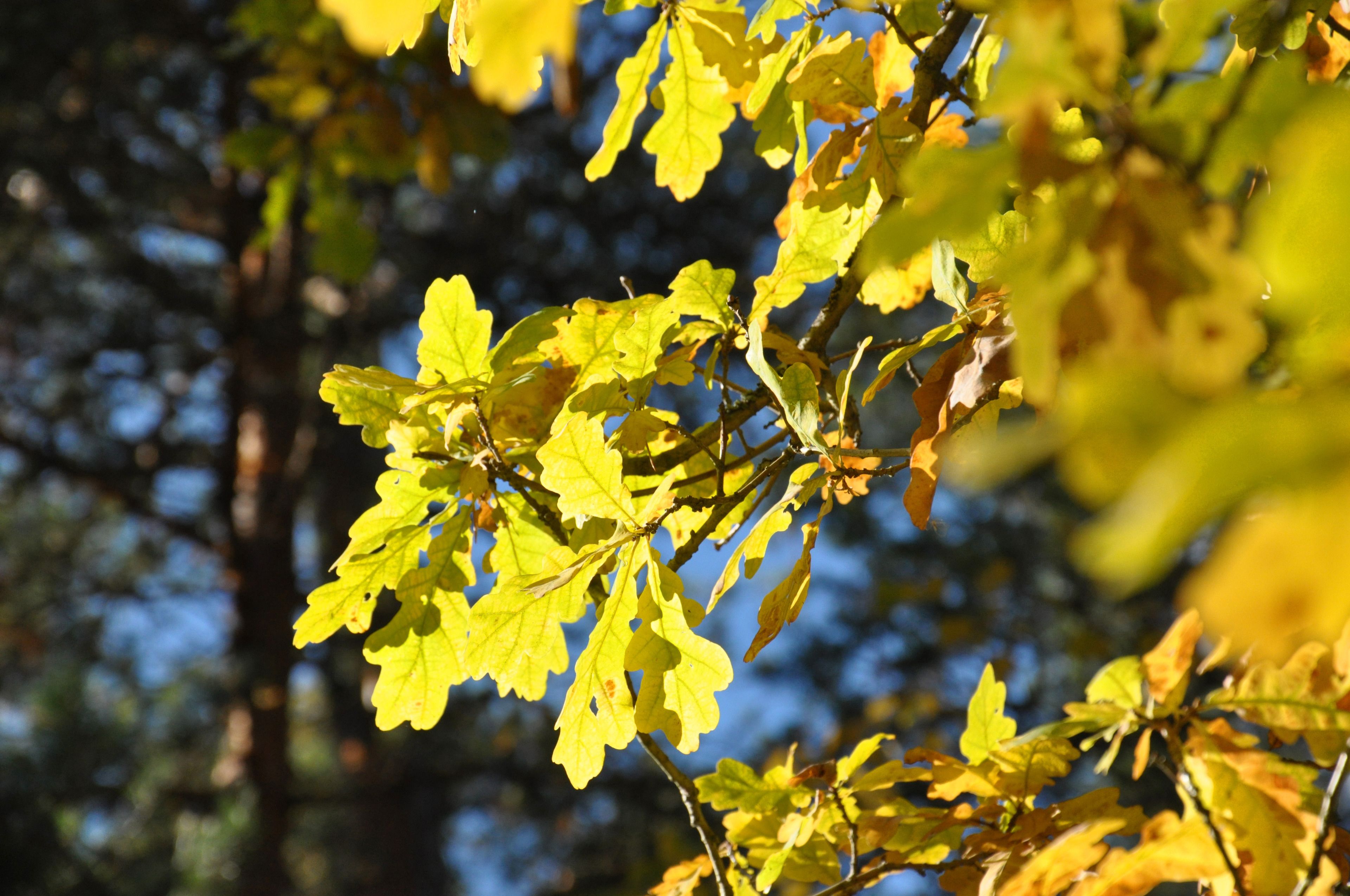 A close-up of oak leaves with a blurred background of trees.