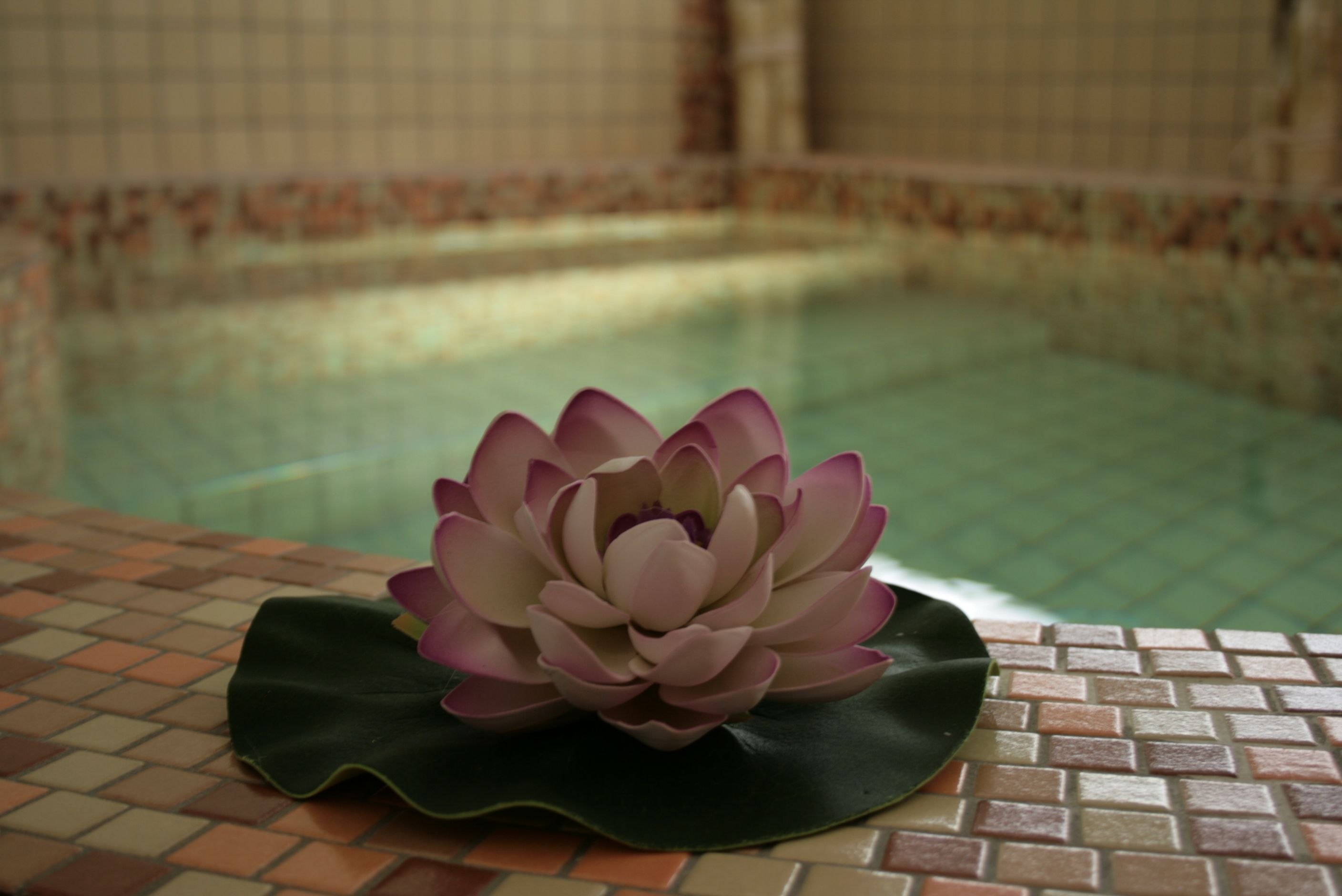 Una flor de loto sobre una superficie de baldosas cerca de una piscina.
