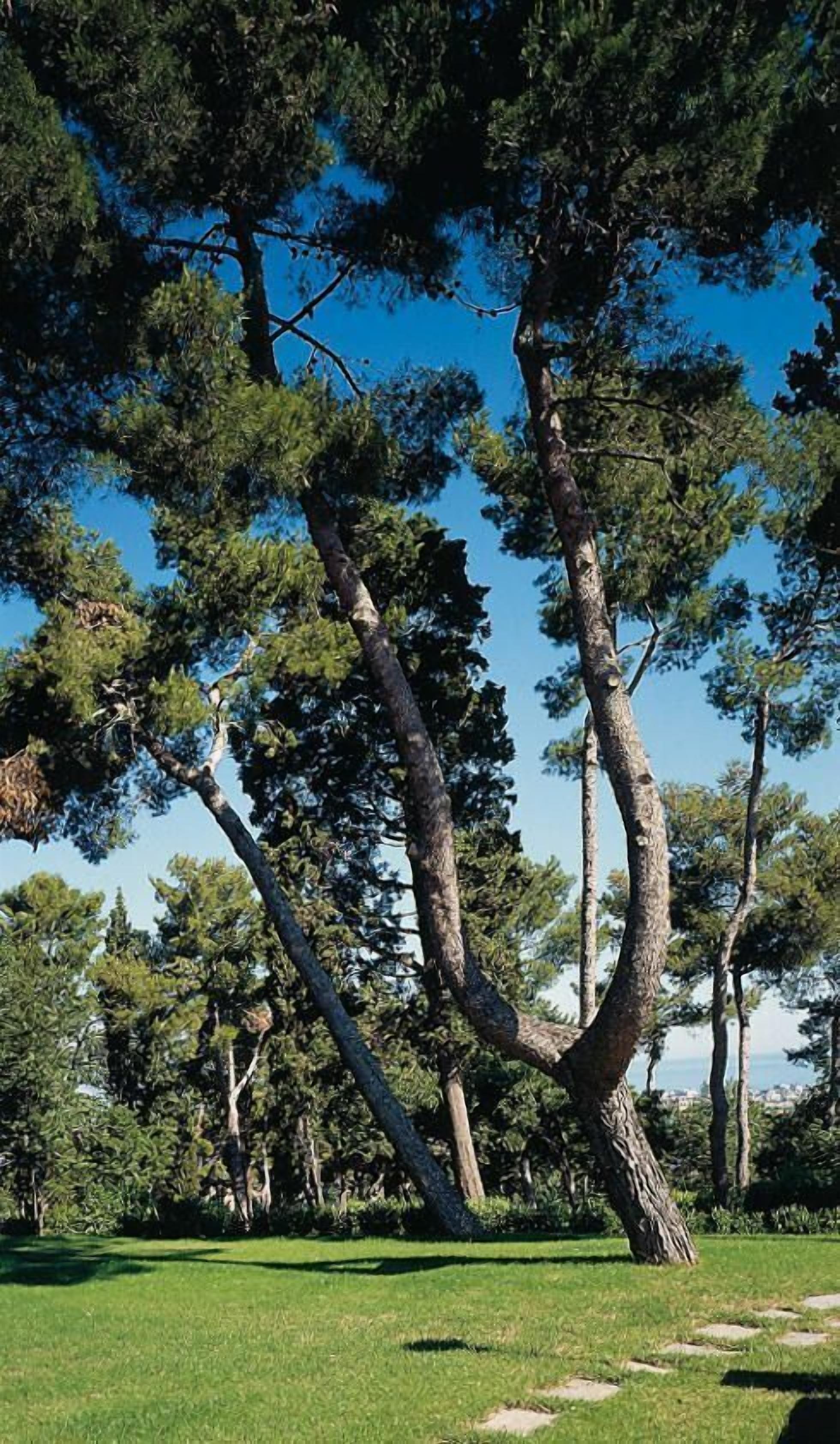 A large tree with a thick trunk and dense foliage in a grassy area.