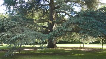 Un árbol grande con un tronco grueso y follaje denso en un parque.