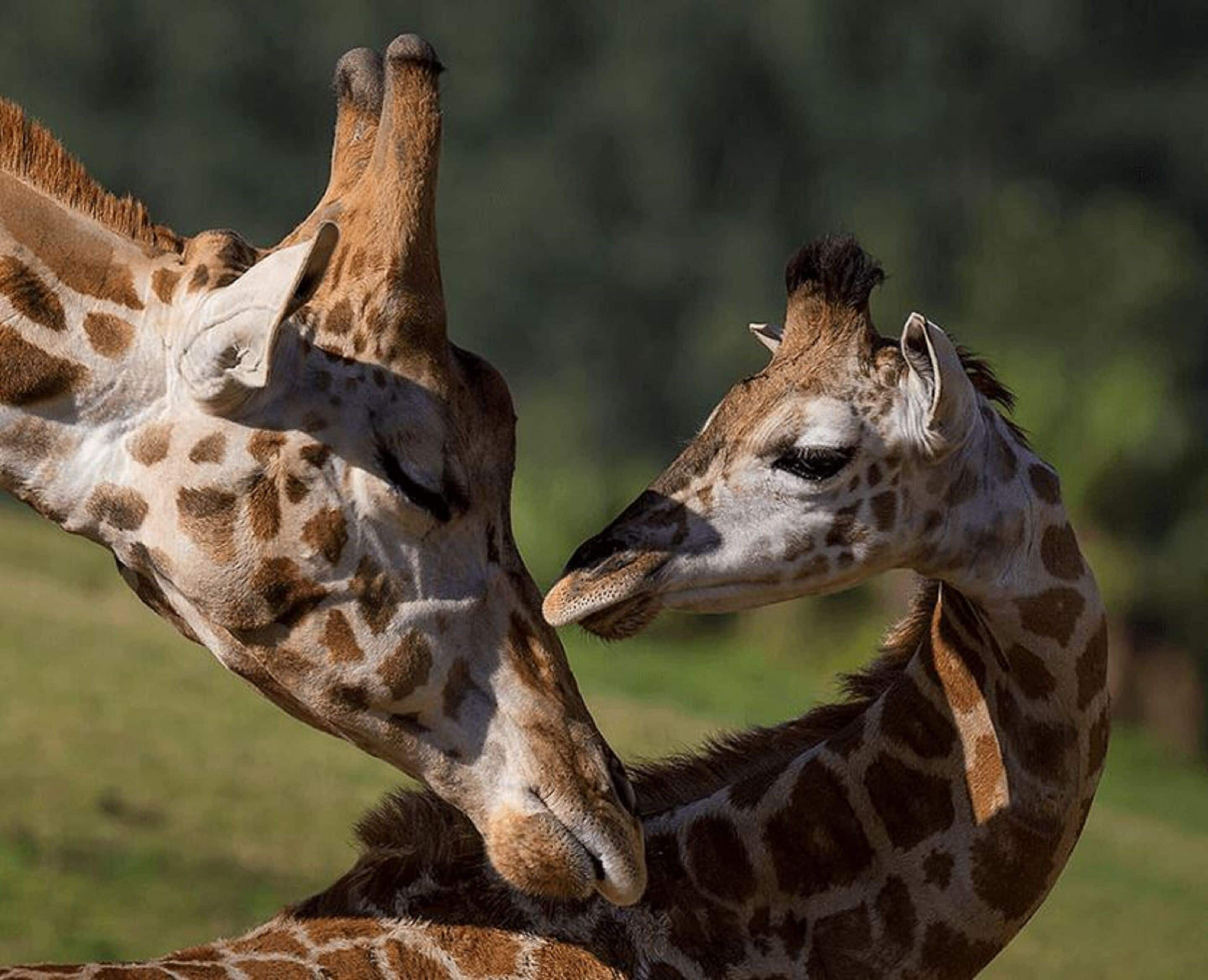Två giraffer med tydligt olika mönster och hudstruktur.