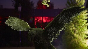 Tuinbeeld van een vogel met gespreide vleugels.
