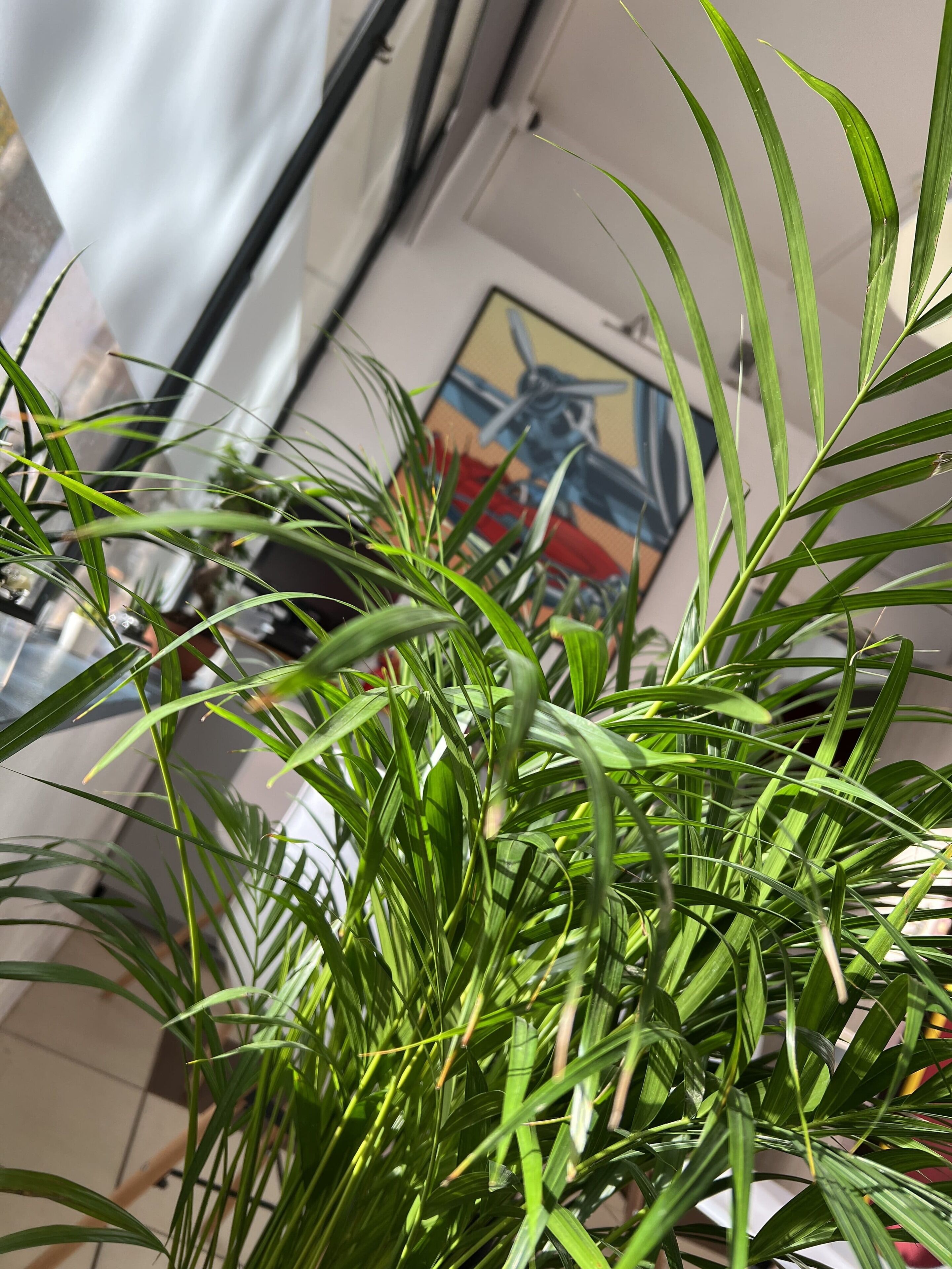 A close-up of green plants with long leaves, a white wall, and a painting in the background.