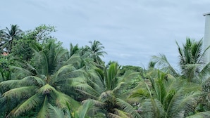 A lush garden with numerous palm trees and a metal railing in the foreground. - Suva Motor Inn (Suva)