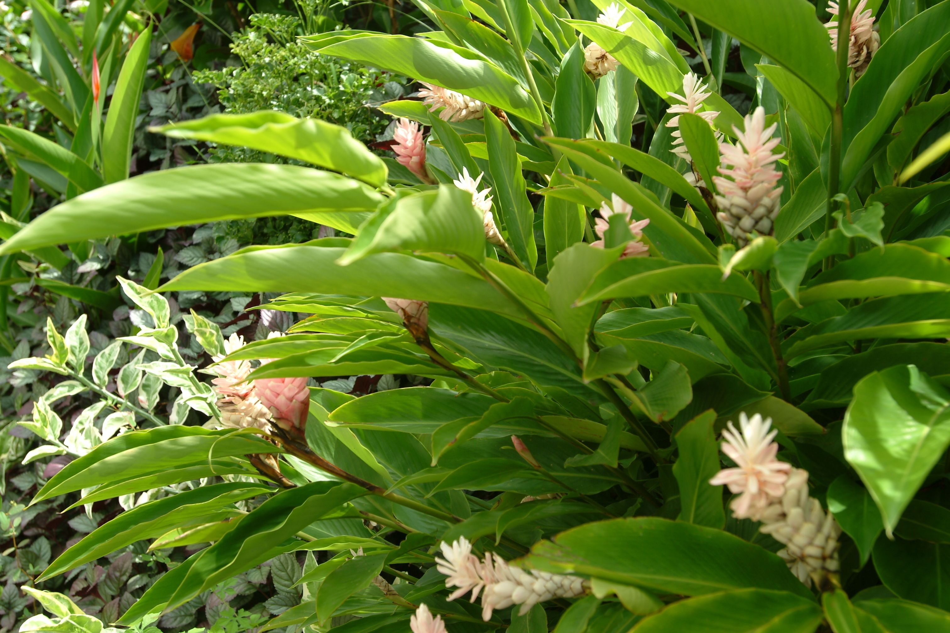 花園