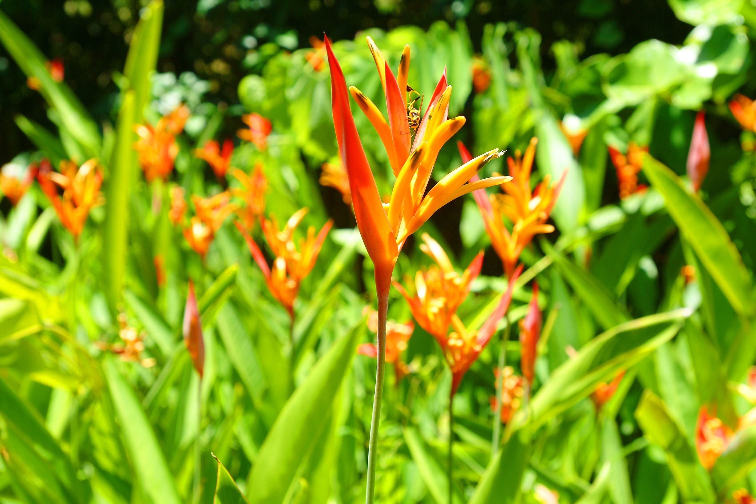 Foto - Hexagon International Hotel, Villas & Spa