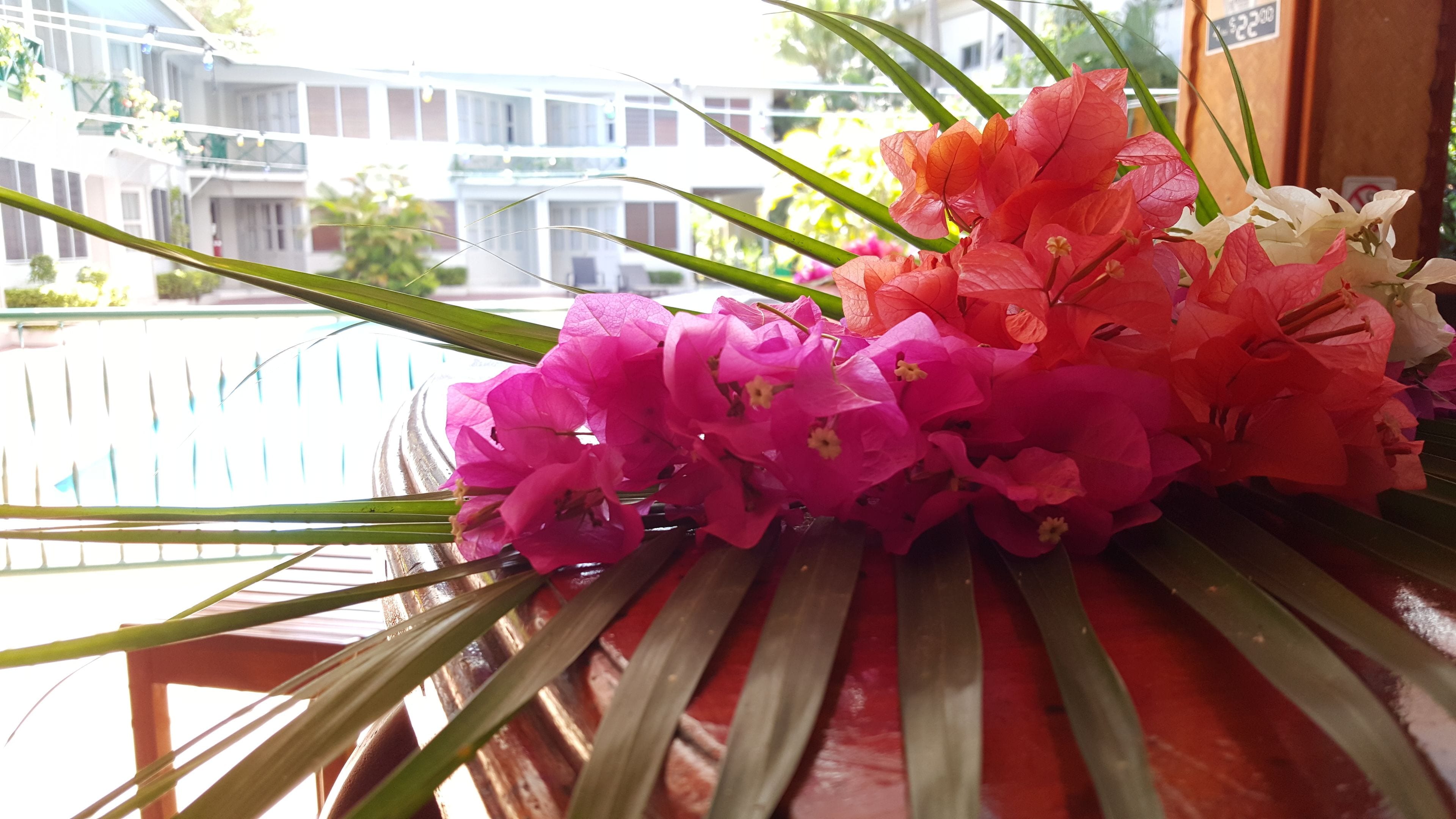A window with a view of a building and a plant with pink and white flowers.