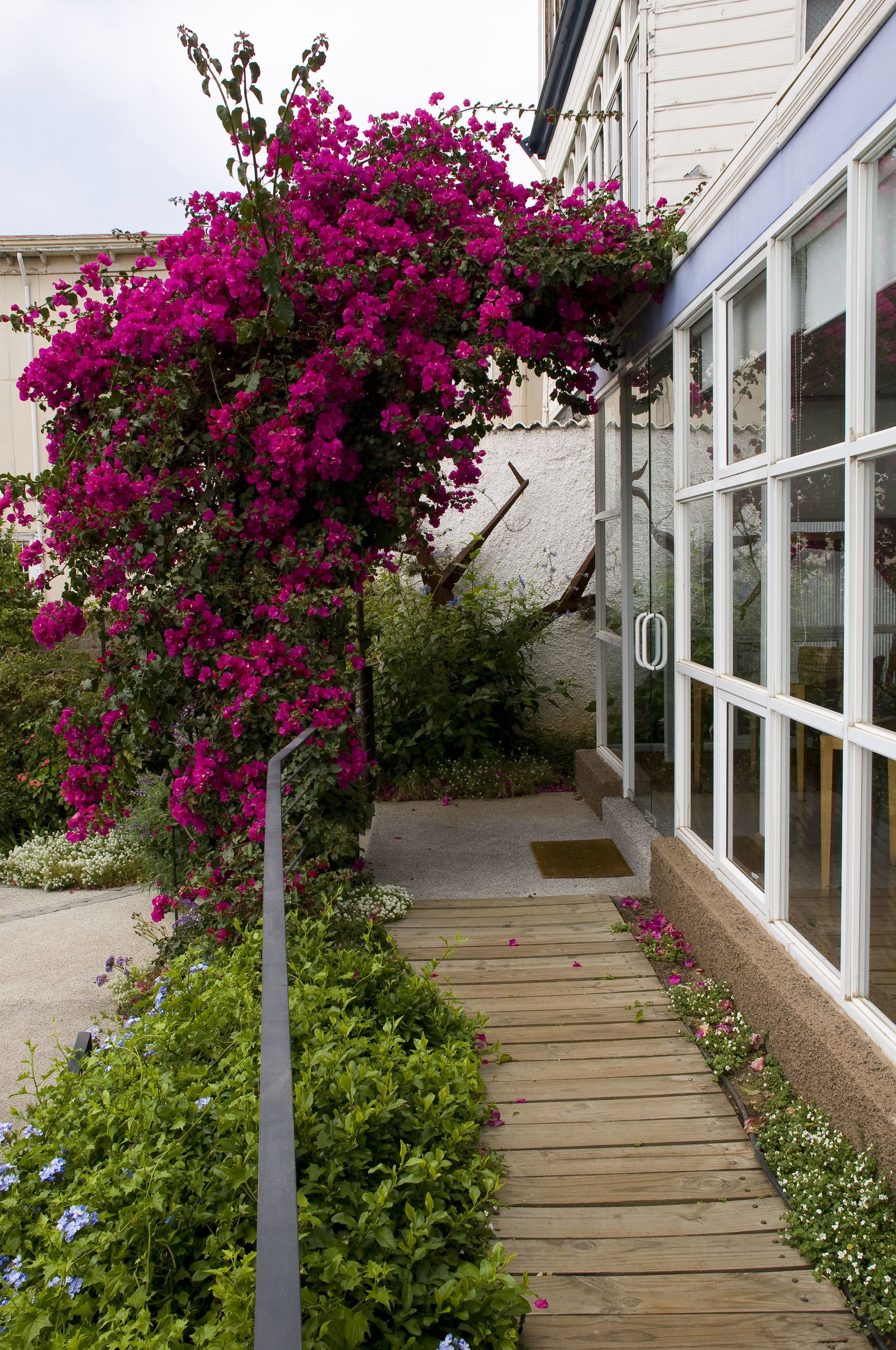 A wooden pathway leading to a building with large windows and a pink flowering plant.