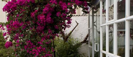 A wooden pathway leading to a building with large windows and a pink flowering plant.