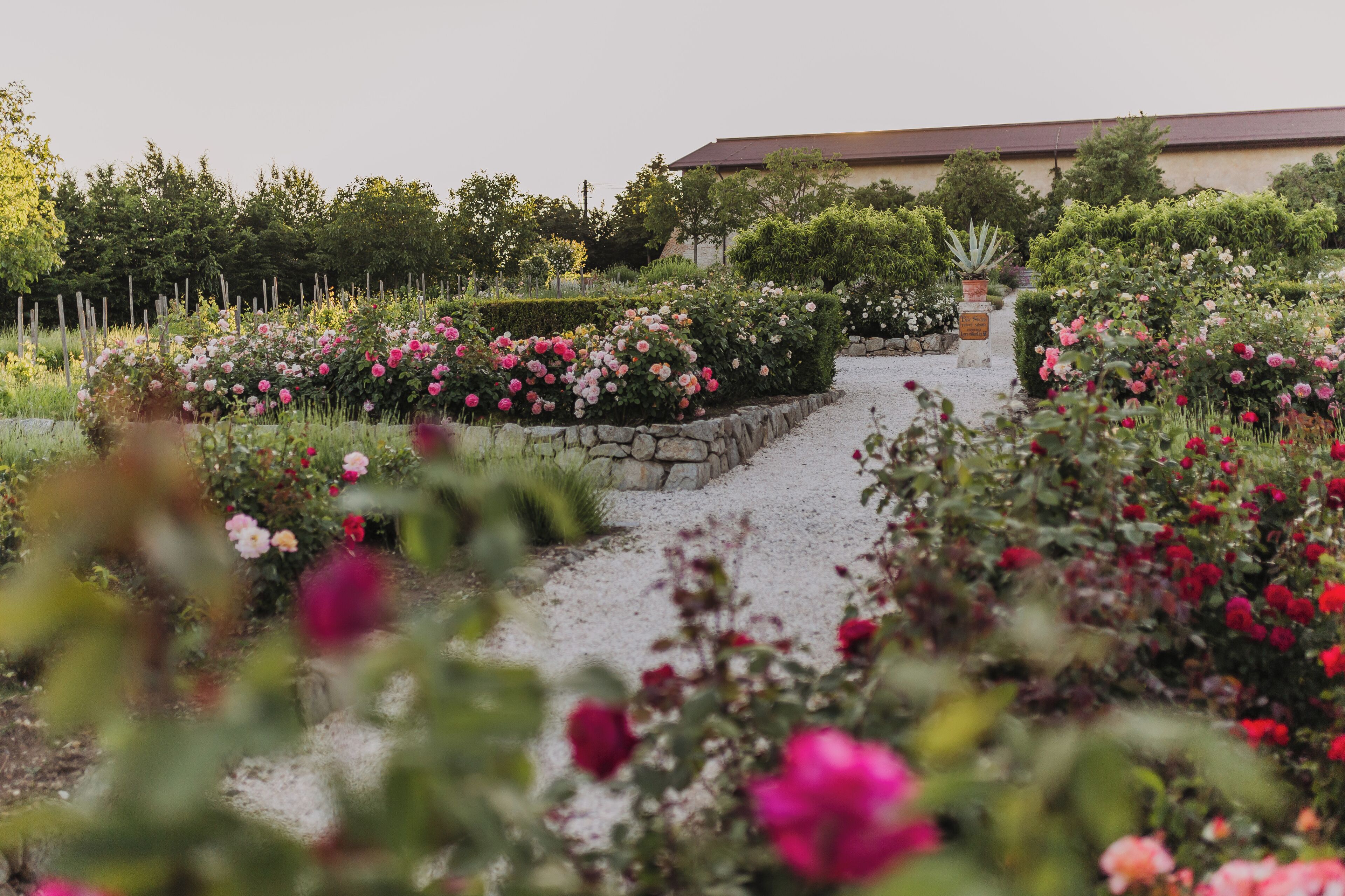 A garden with various flowers and a stone pathway leading to a building.