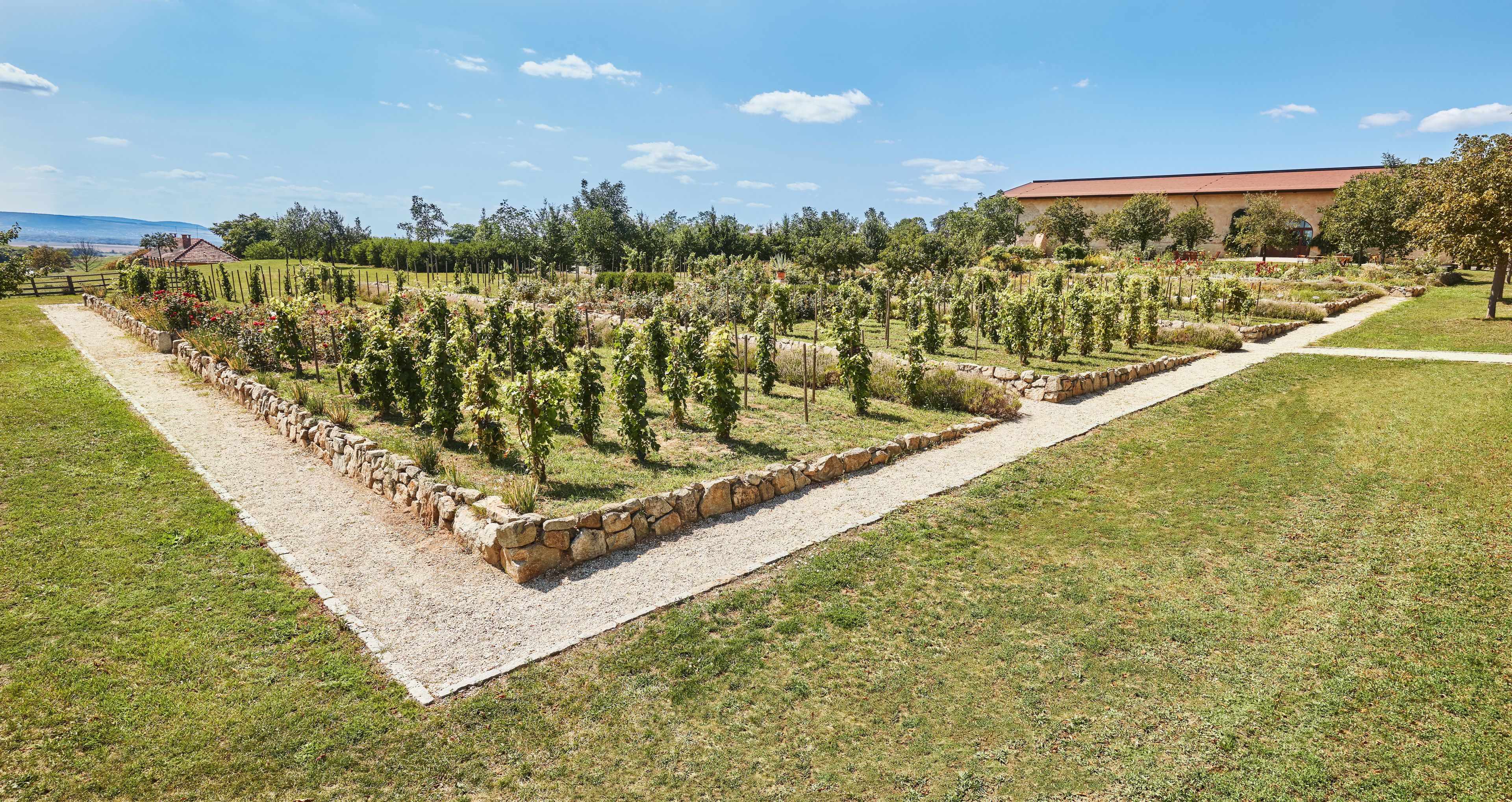Un vignoble avec des rangées de vignes, un sentier en pierre et un bâtiment en arrière-plan.