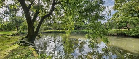 A serene pond surrounded by lush greenery and trees.