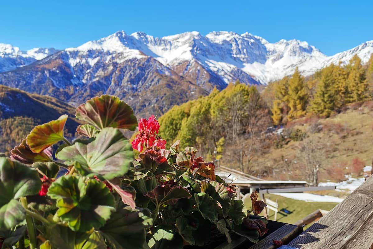 Un paysage de montagne avec des sommets enneigés en arrière-plan et, au premier plan, un feuillage verdoyant et des fleurs rouges.