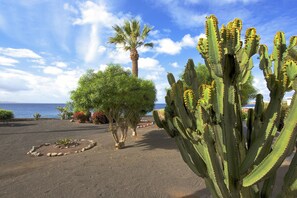 Een woestijntuin met cactussen, palmbomen en uitzicht op de oceaan.