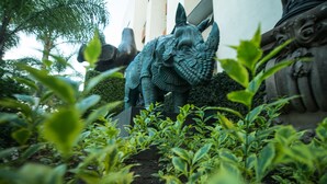 A garden with a statue of a rhinoceros and a decorative wall. - European Life Style Executive Suites & Gallery (Zapopan)