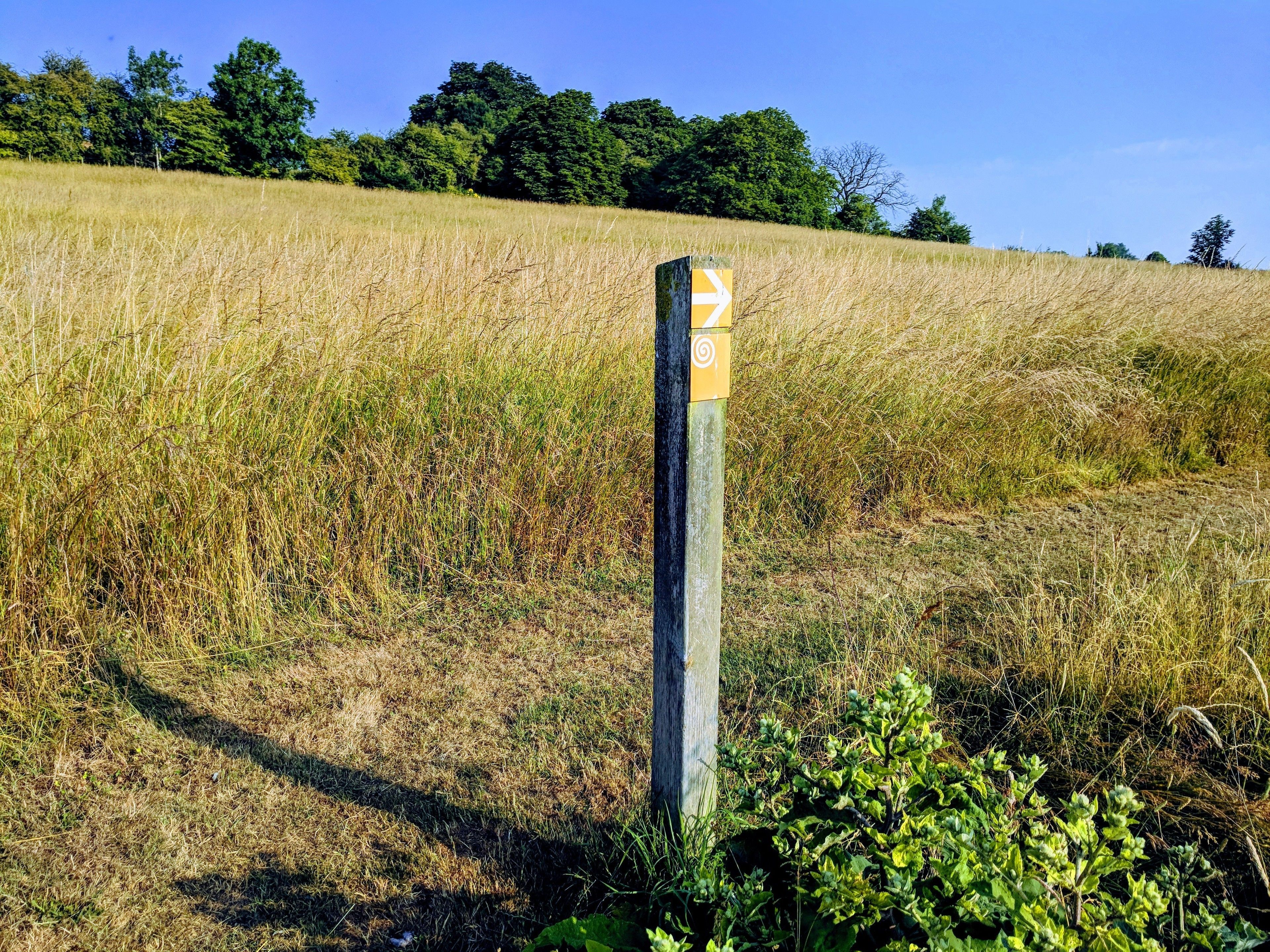 A wooden post with a directional arrow and a spiral symbol, surrounded by dry grass and greenery.