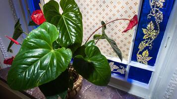 A potted plant with large green leaves and red flowers on a marble surface.