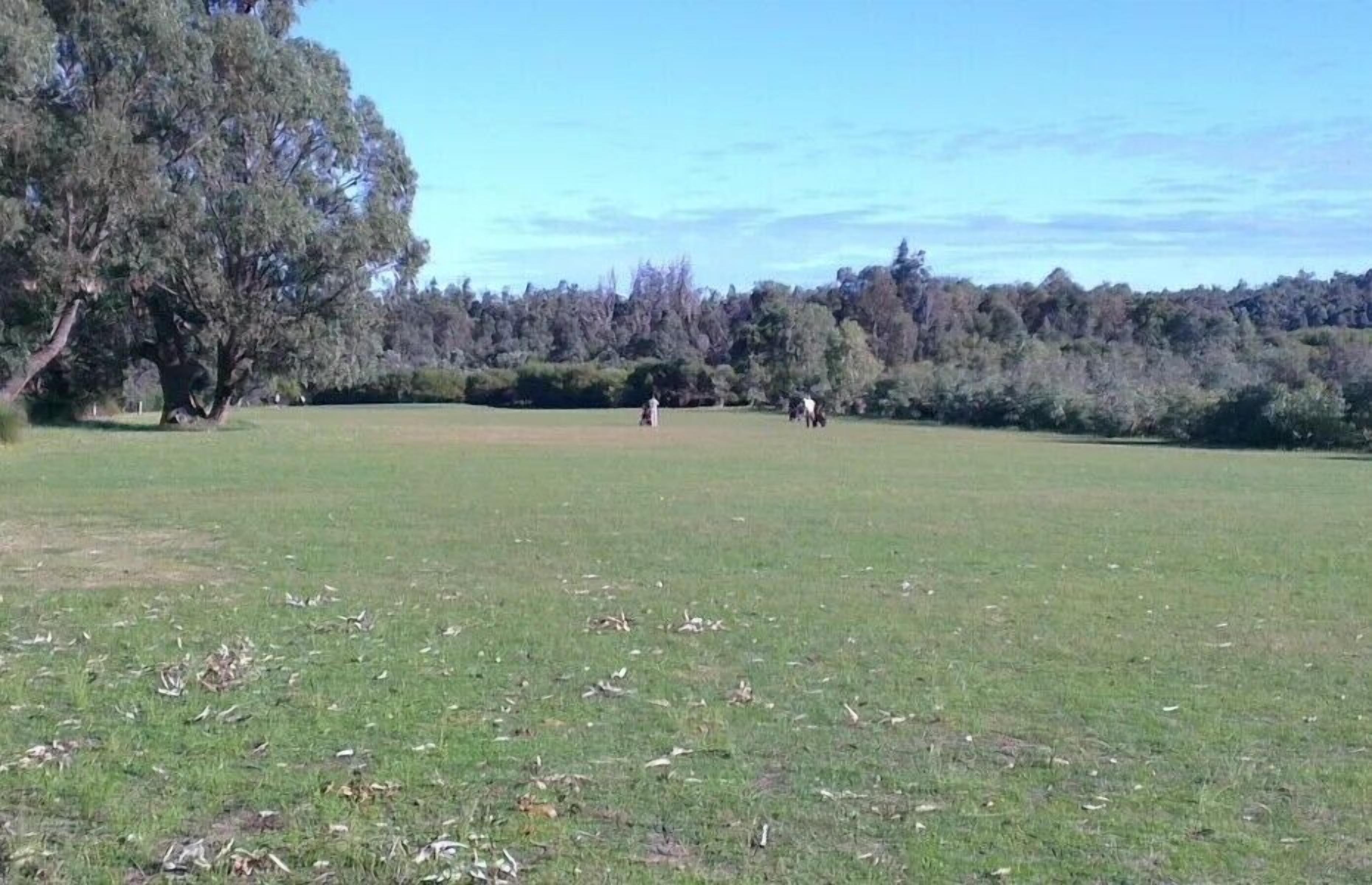A grassy field with trees in the background.