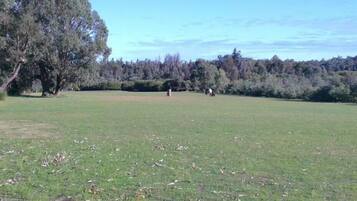 Un campo cubierto de hierba con árboles al fondo.