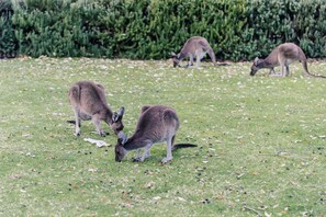 A grassy field with three kangaroos grazing.
