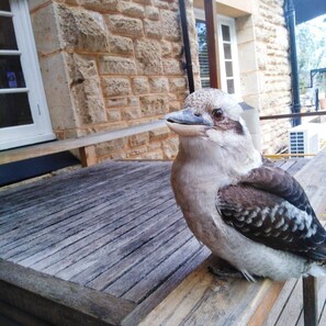 A bird on a wooden deck with a stone building in the background.