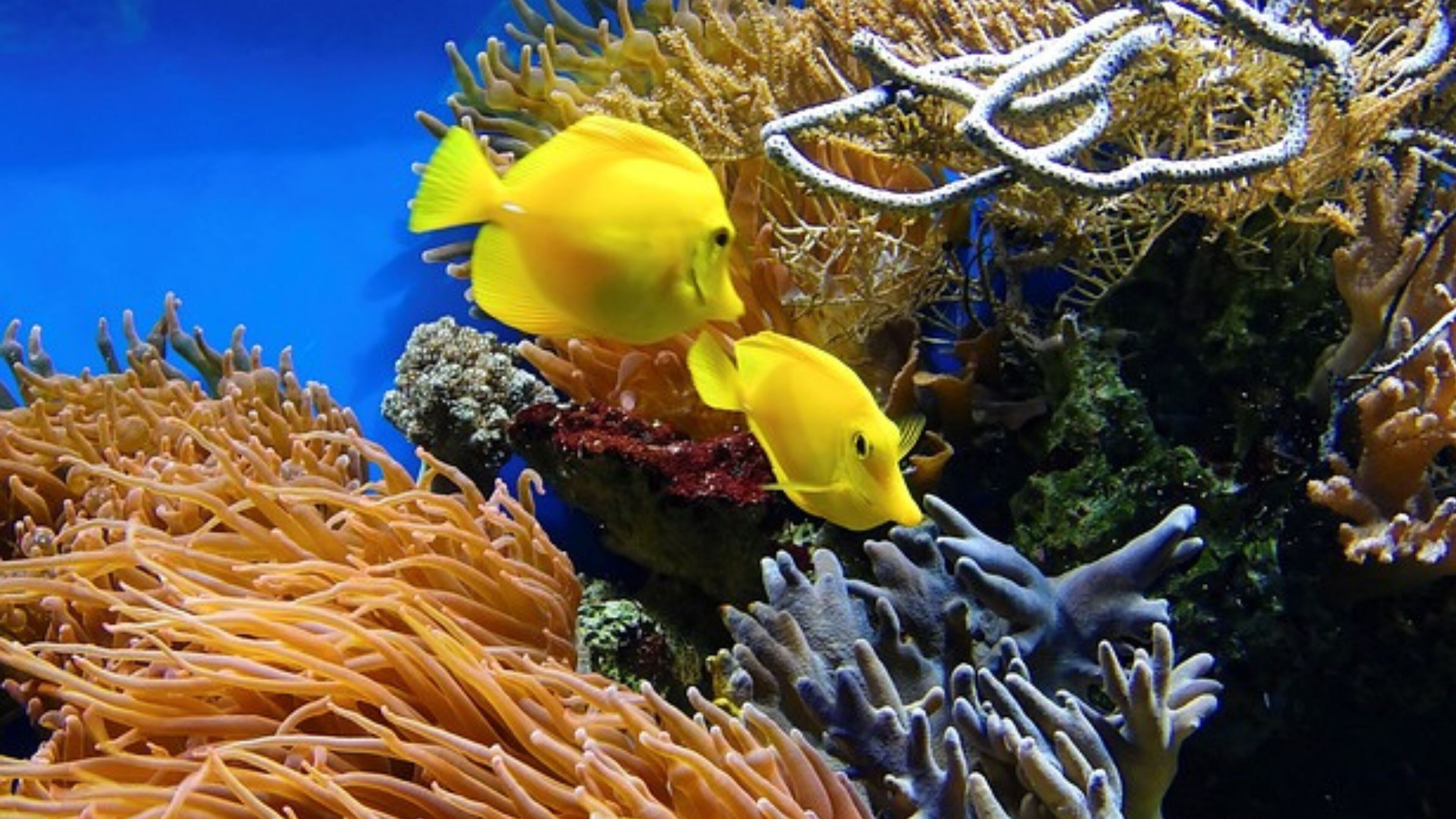 Dos peces amarillos nadando cerca de formaciones de coral.