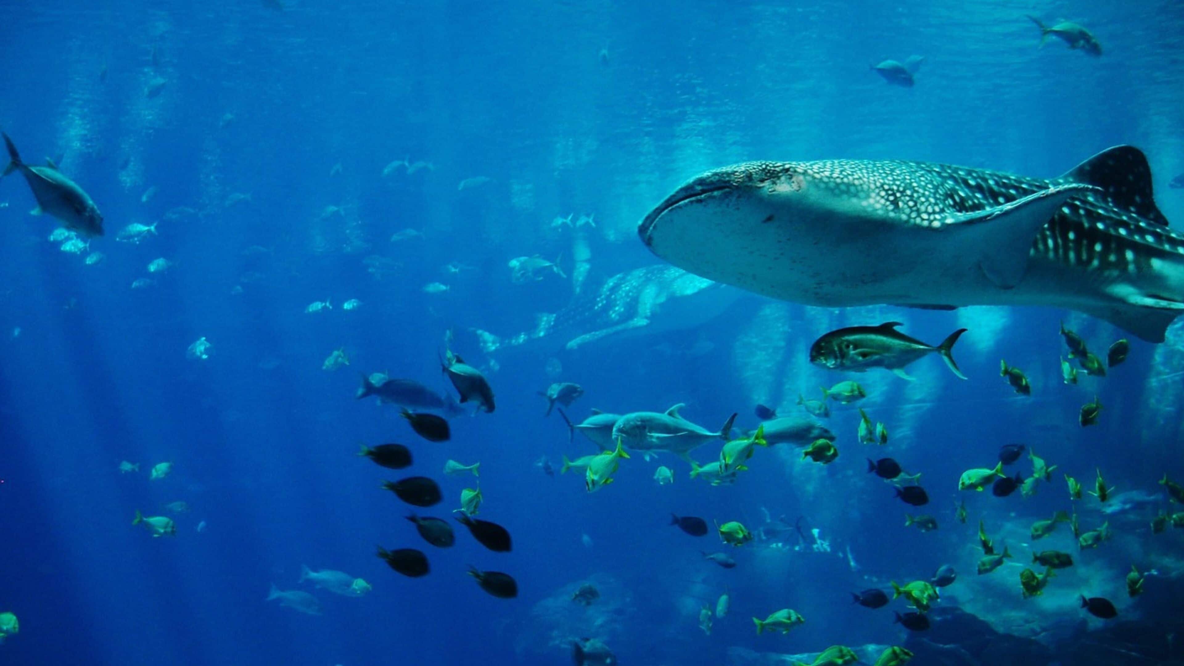 Photo - Holiday Inn Express Cape Town City Centre by IHG