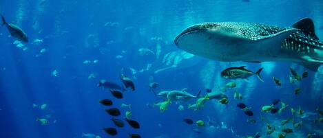 A large whale shark swimming in clear blue water with a school of smaller fish.