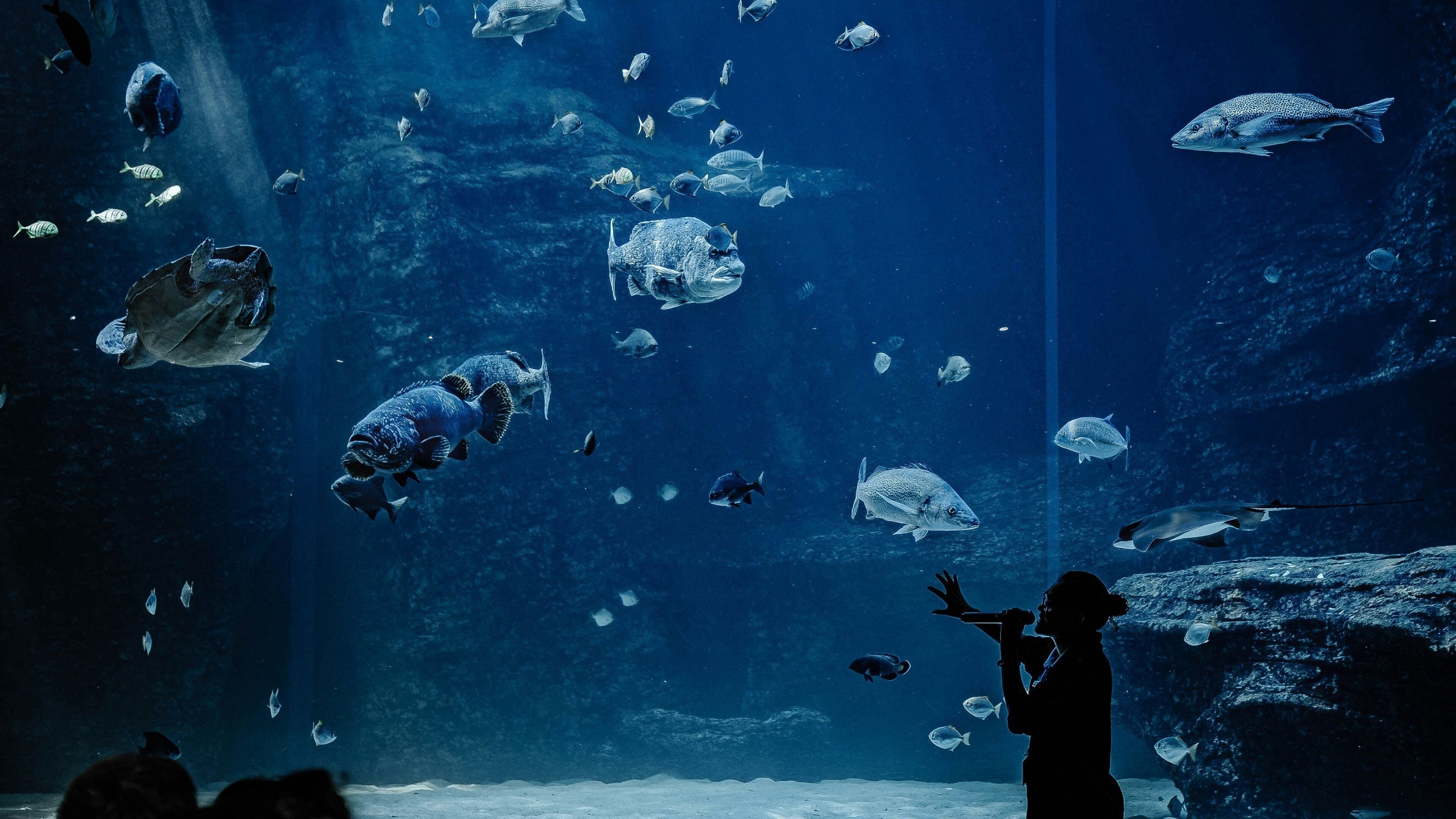 Acuario submarino con diversas especies de peces y un buzo observándolos.